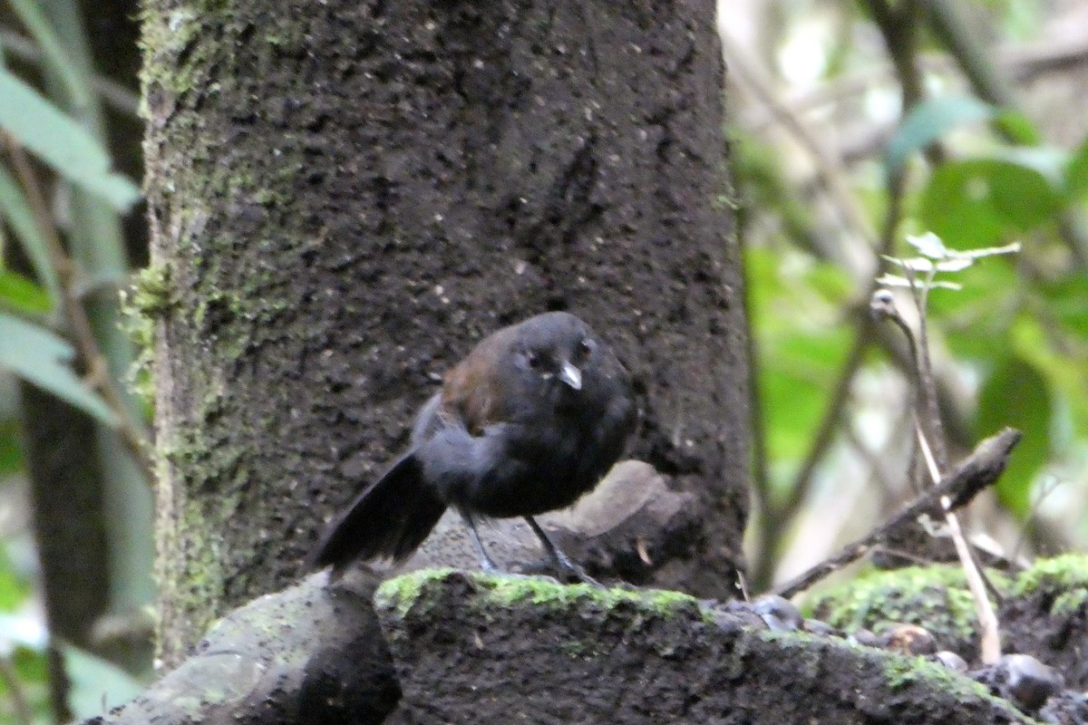 vestgloøye - ML646663726