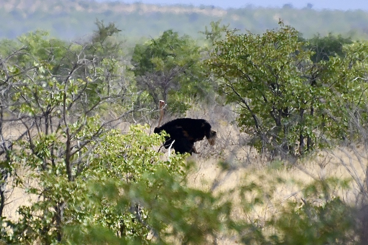Common Ostrich - ML646663727
