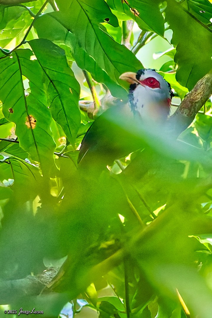 Scale-feathered Malkoha - ML646663728