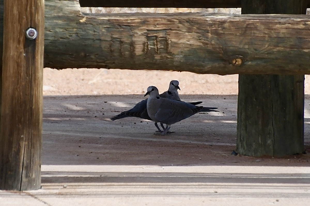Ring-necked Dove - ML646663729