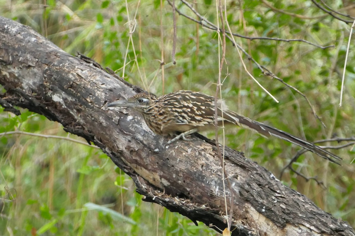 オオミチバシリ - ML646663730