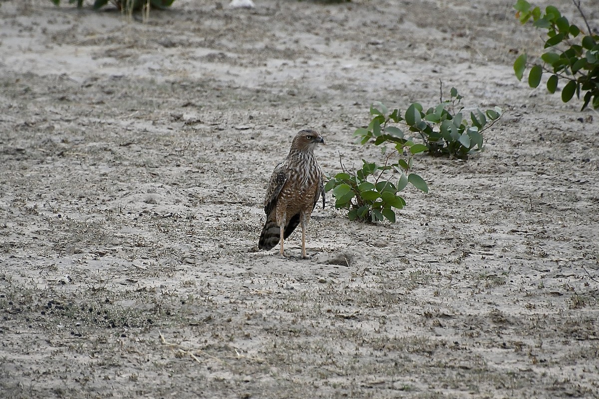 Pale Chanting-Goshawk - ML646663733