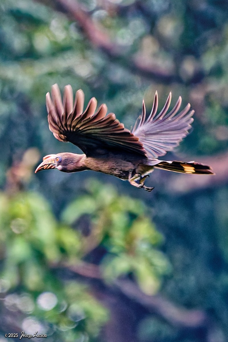 Luzon Hornbill - ML646663735