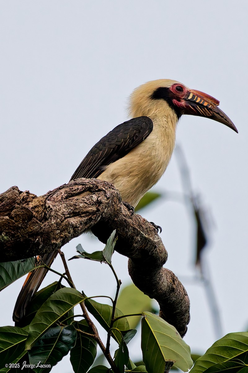 Luzon Hornbill - ML646663736