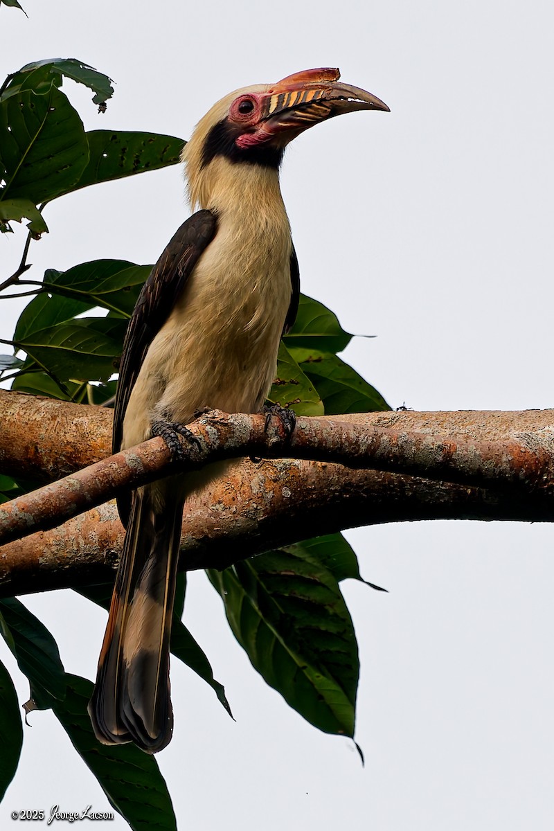 Luzon Hornbill - ML646663737