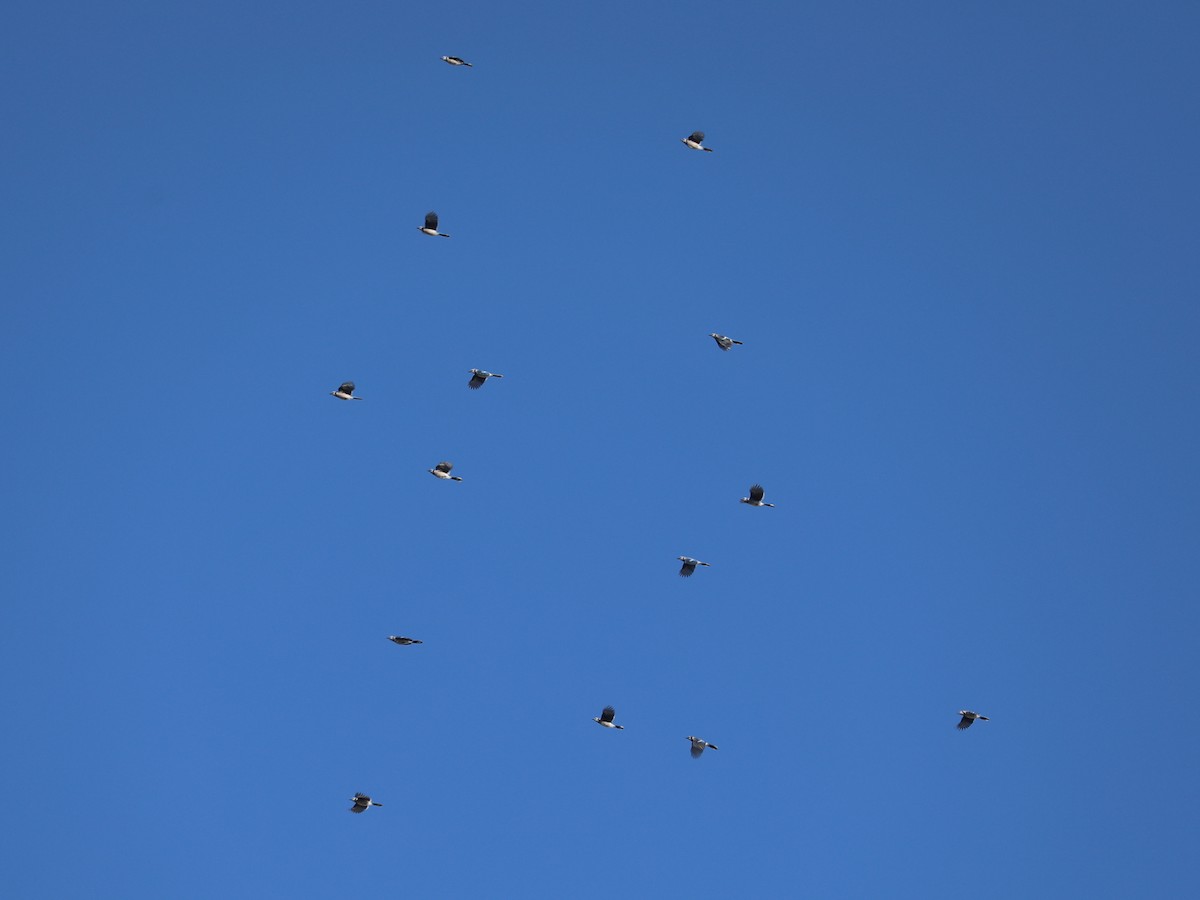 Blue Jay - ML646663738