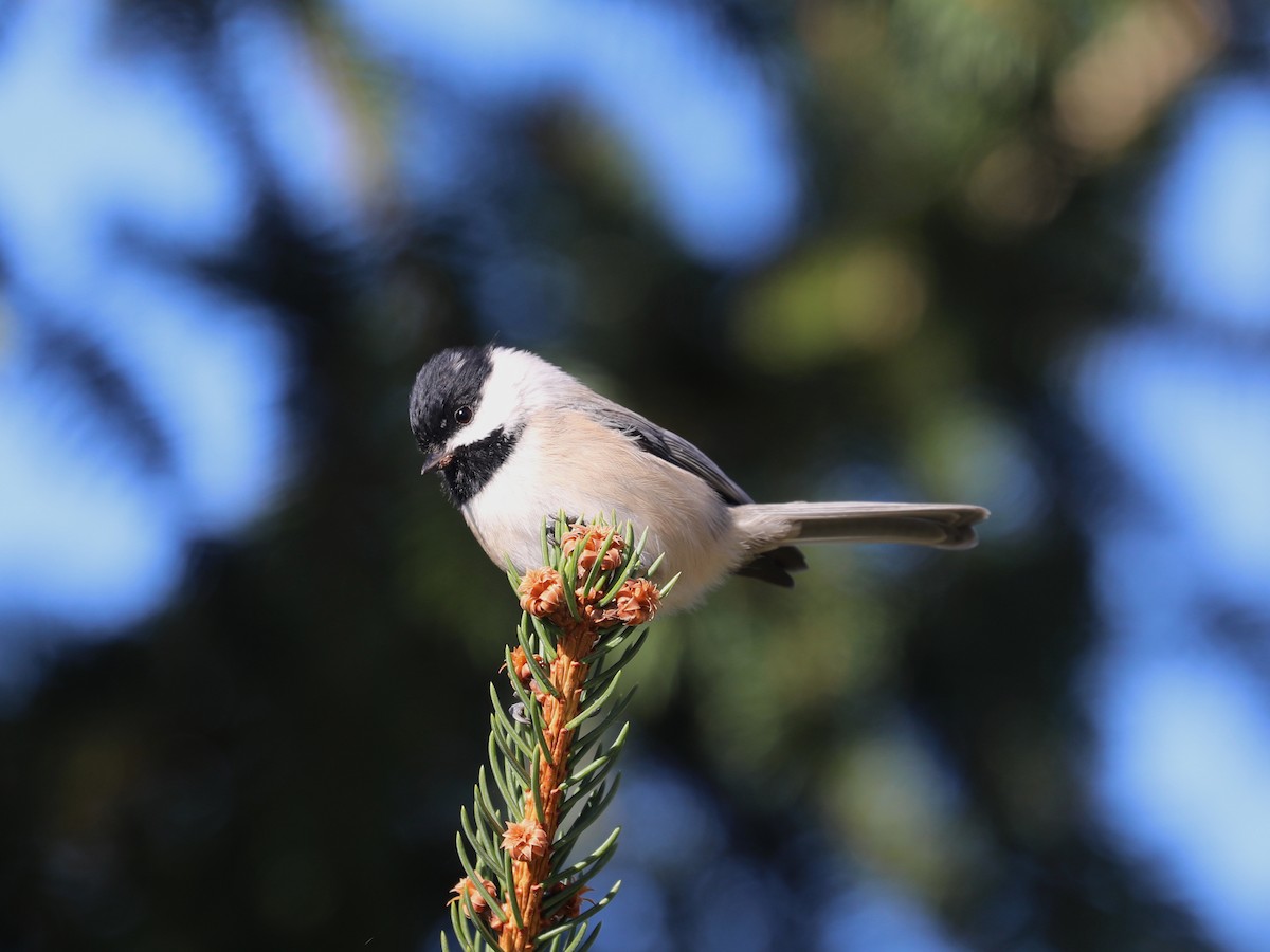 Carolina Chickadee - ML646663739