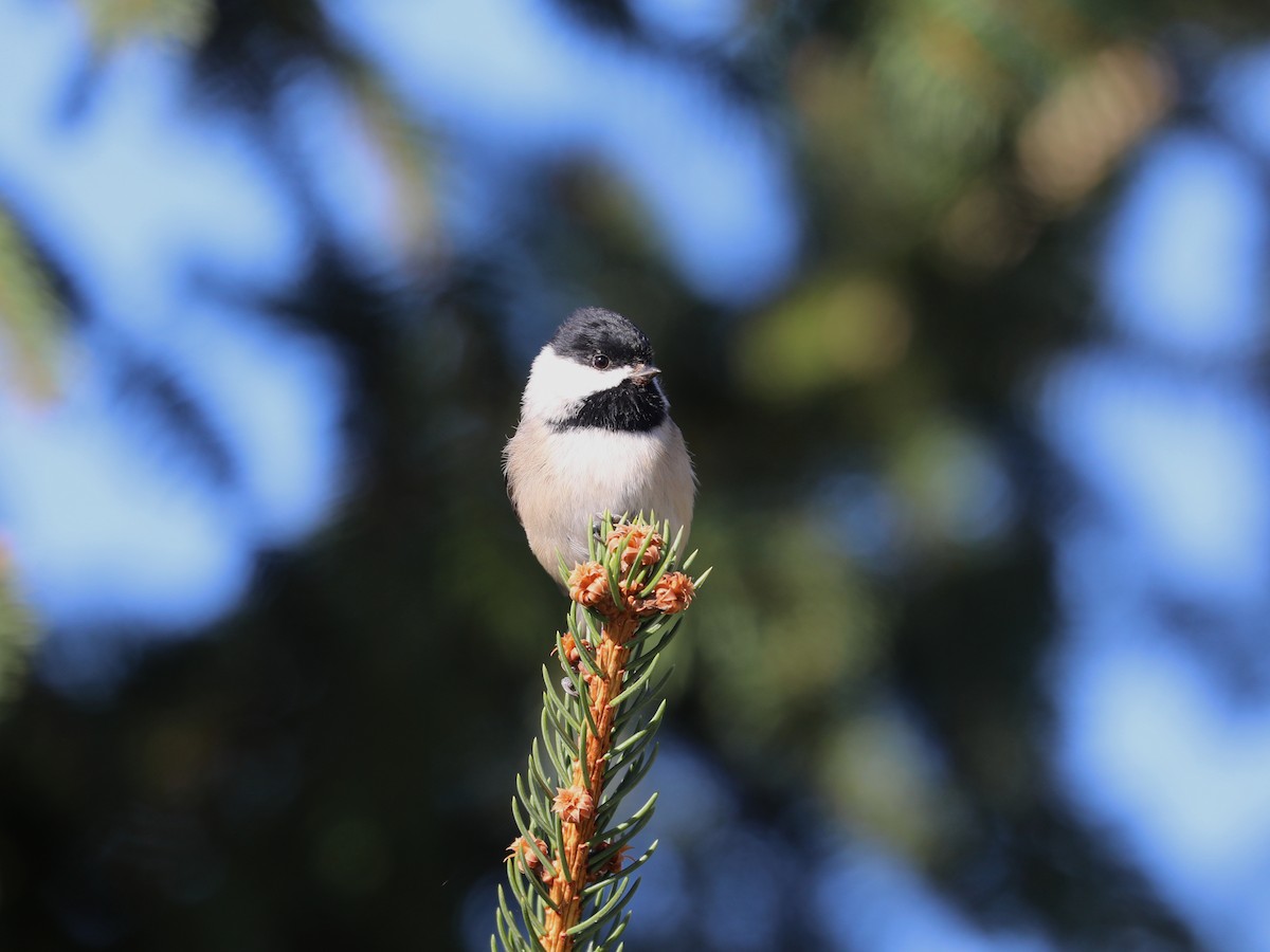 Carolina Chickadee - ML646663740