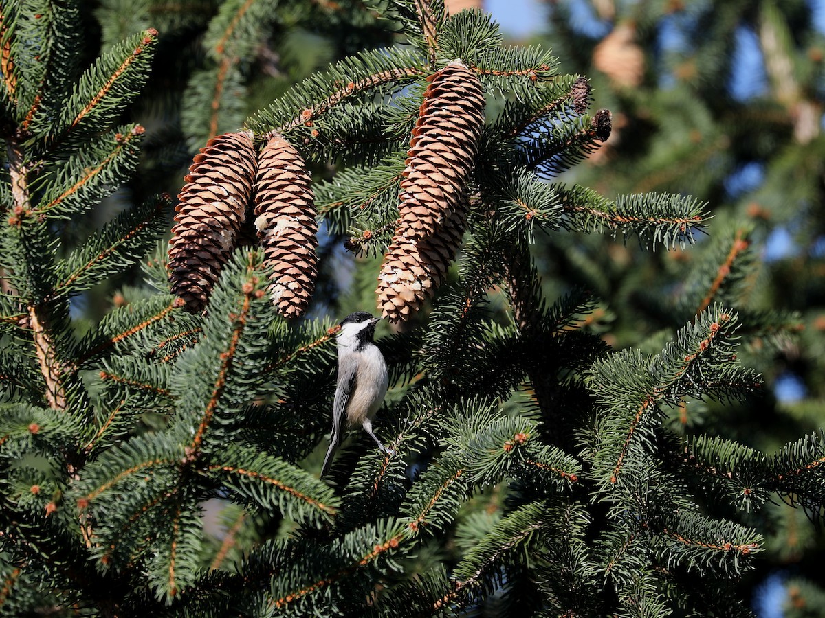Carolina Chickadee - ML646663741