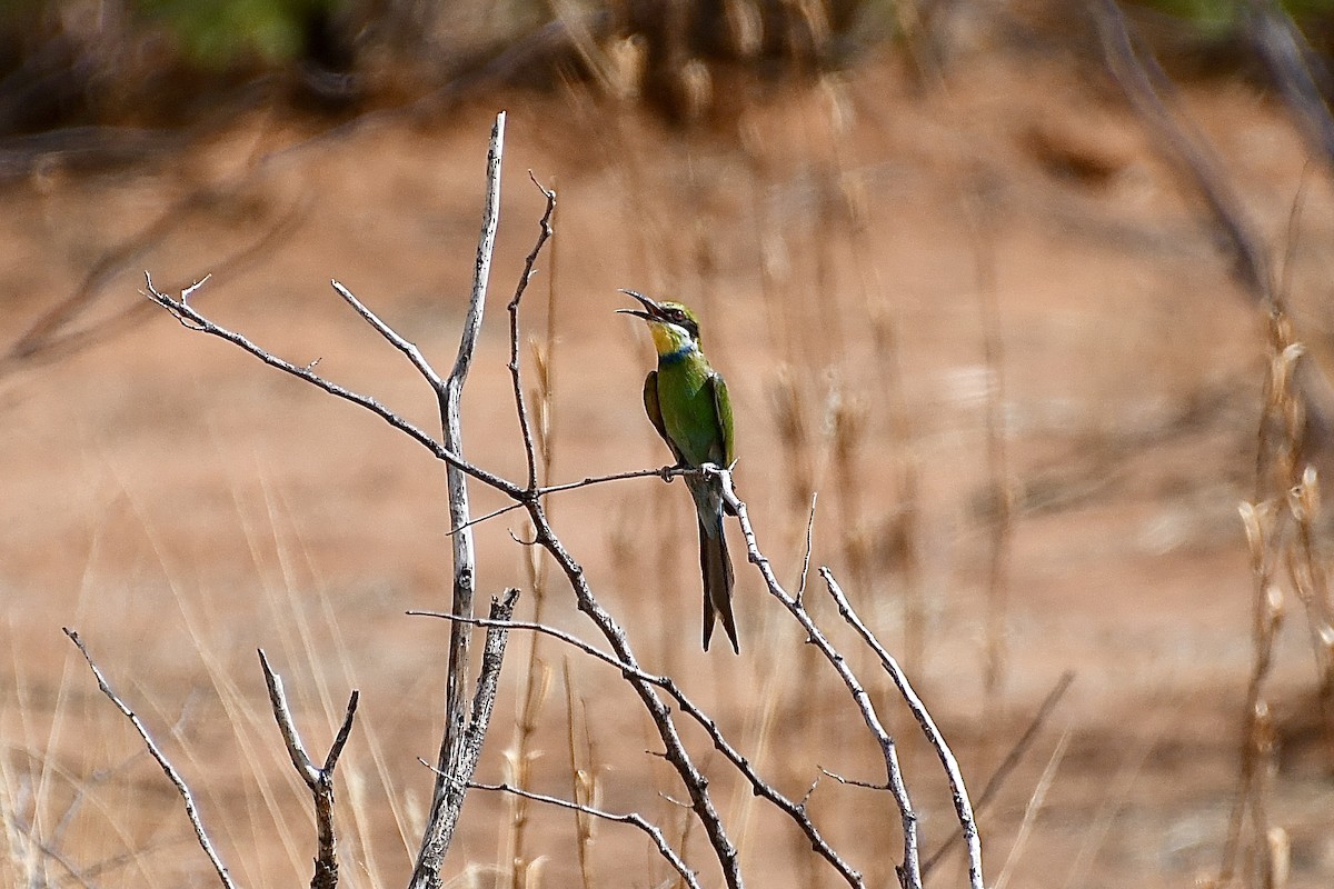 Swallow-tailed Bee-eater - ML646663742