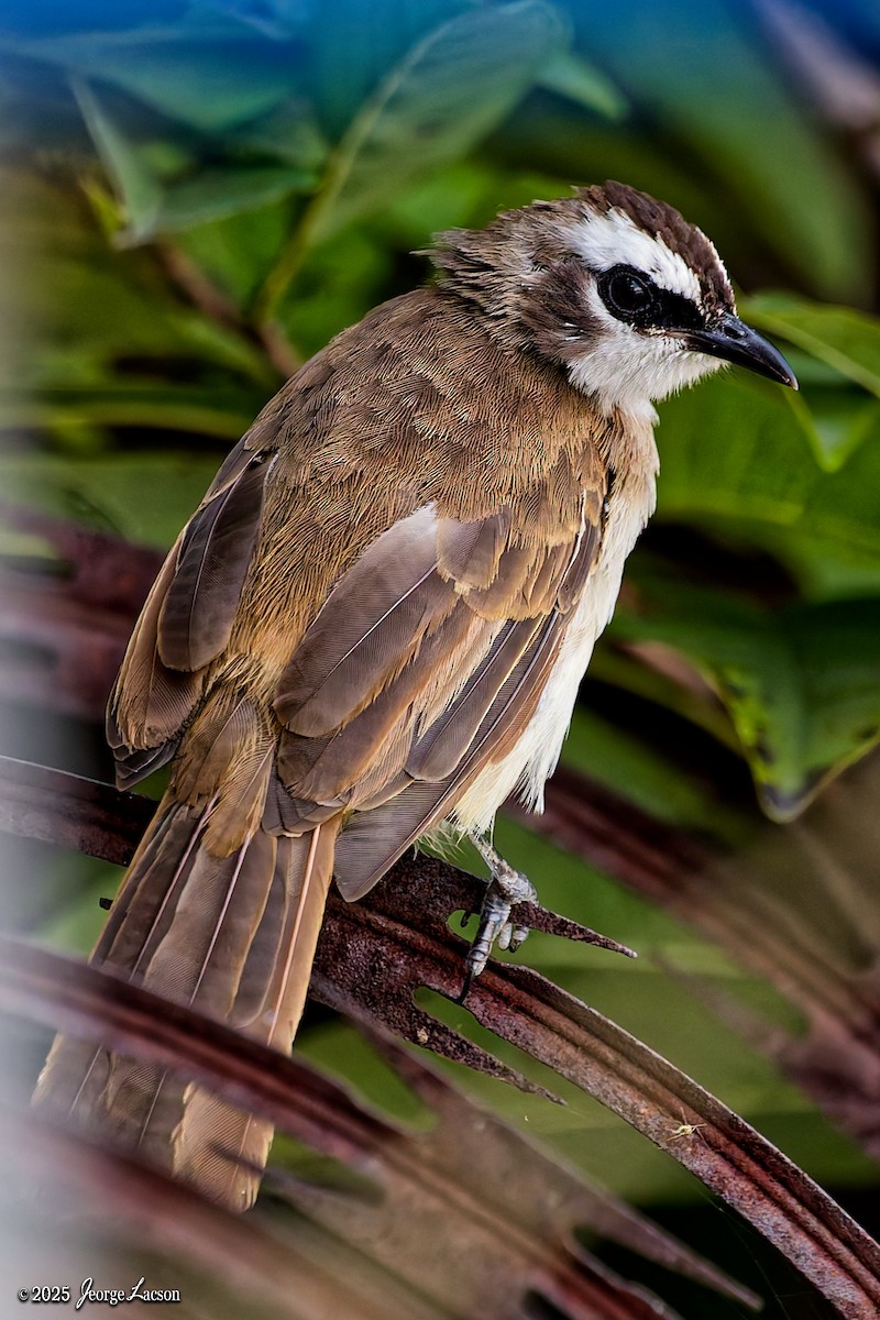 Yellow-vented Bulbul - ML646663745