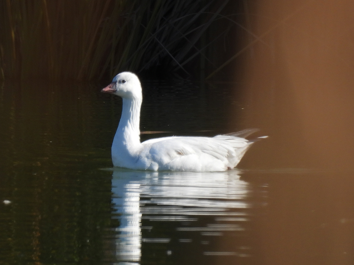 Ross's Goose - ML646663755