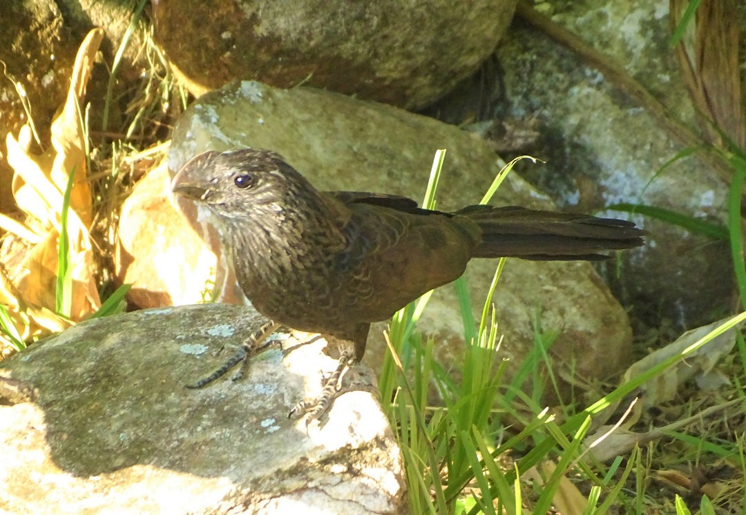 Smooth-billed Ani - ML646663756