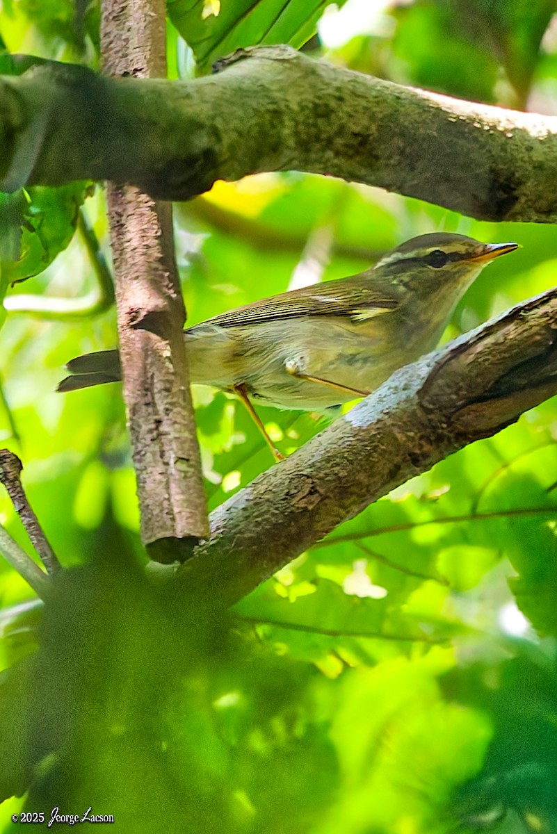 Умардын дууч шувуу - ML646663758