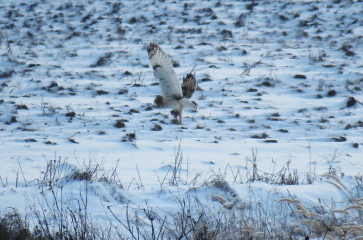 Zingira-hontza (flammeus) - ML646663759