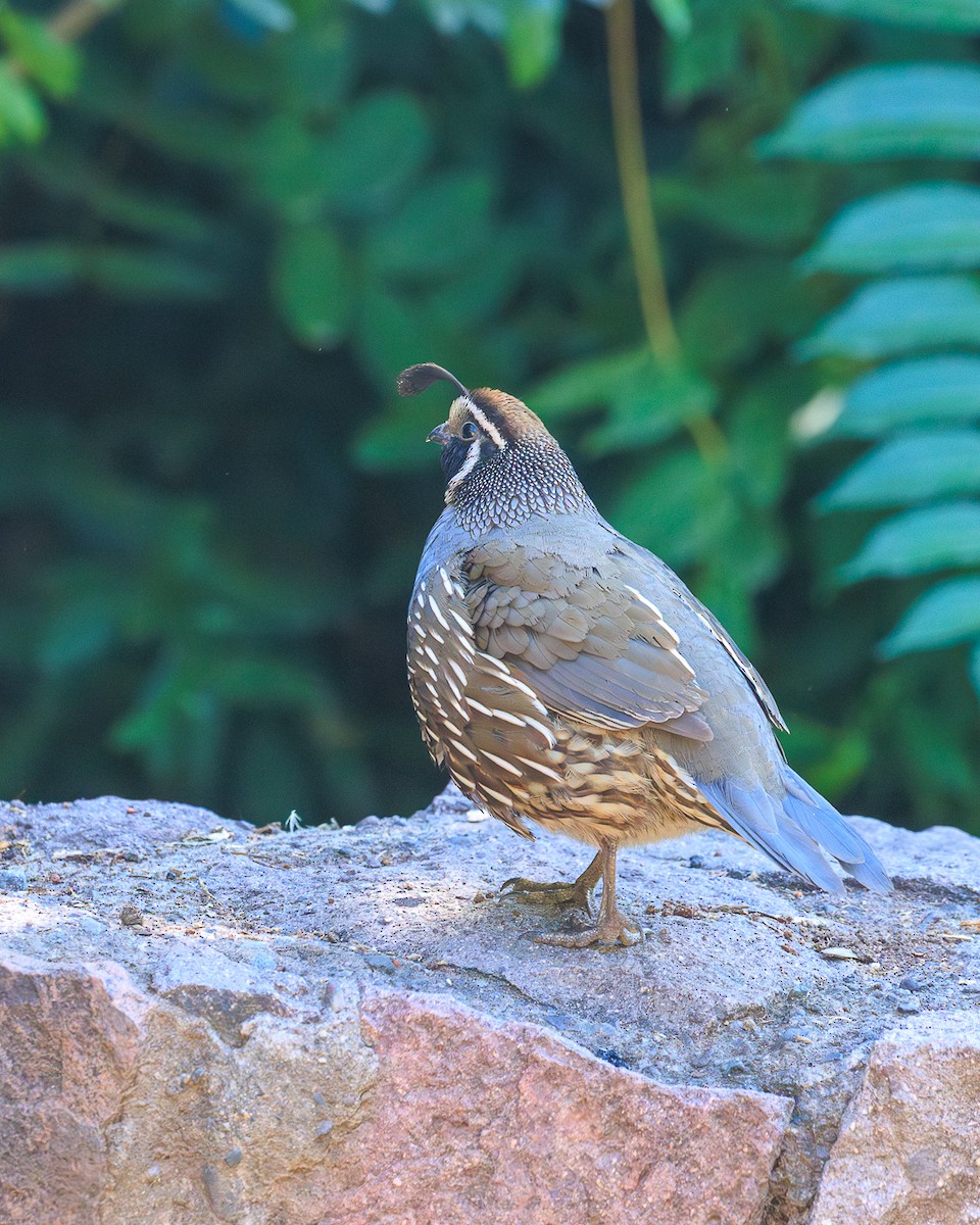 California Quail - ML646663760