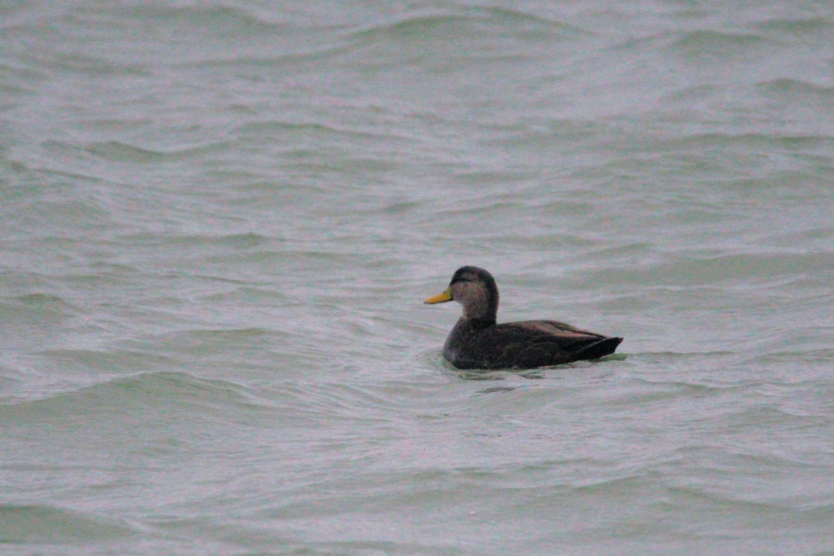 American Black Duck - ML646663764