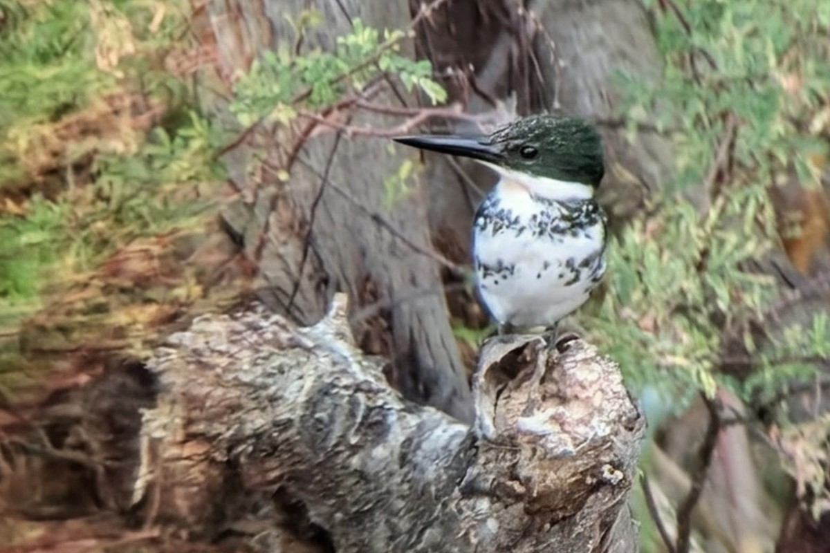 ミドリヤマセミ - ML646663766