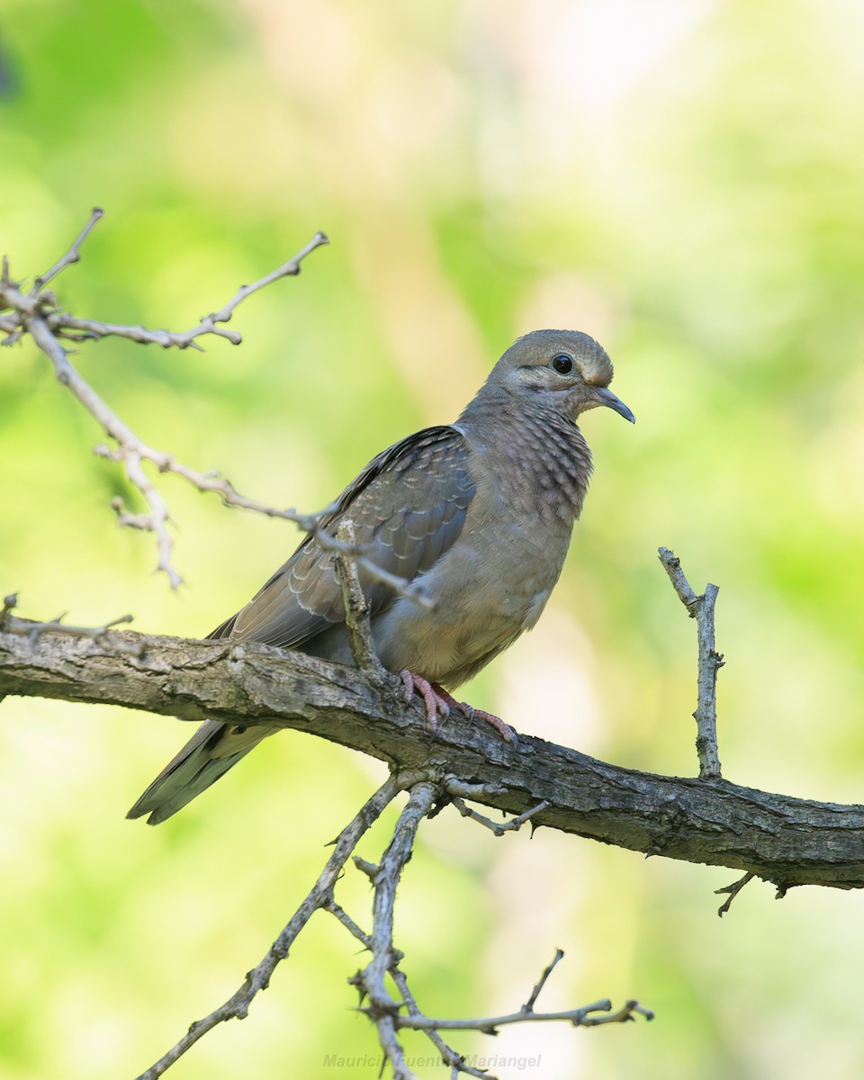 Eared Dove - ML646663767