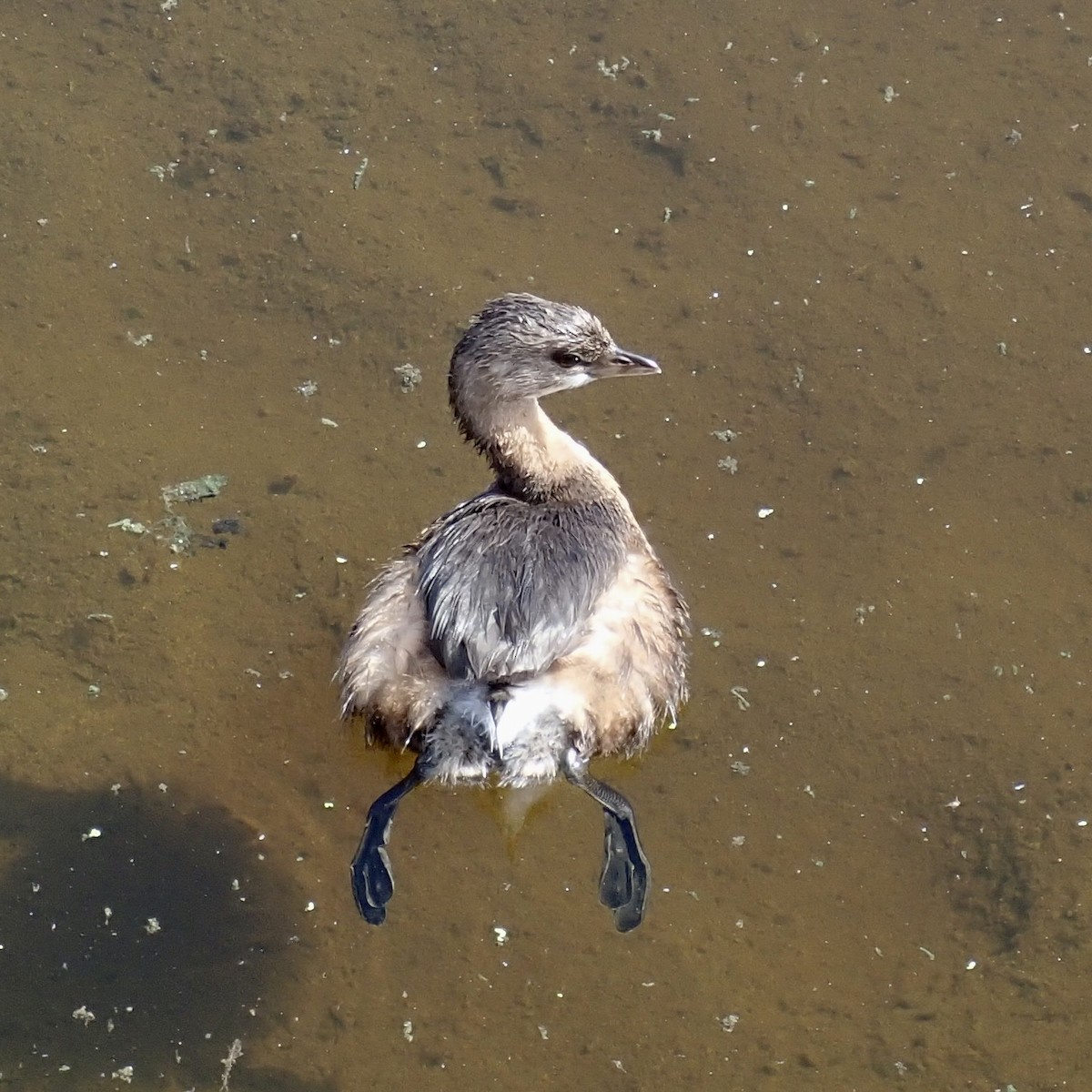 Pied-billed Grebe - ML646663769
