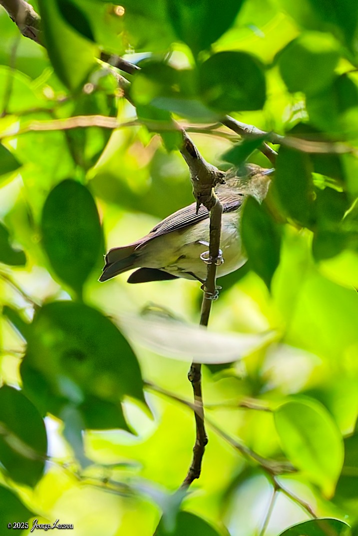 黃眉黃鶲 - ML646663770