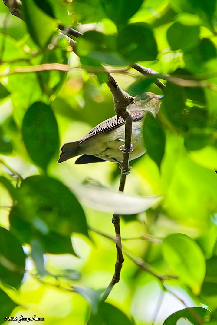 黃眉黃鶲 - ML646663771