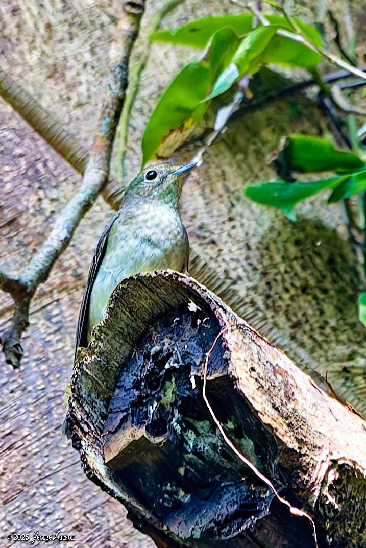 黃眉黃鶲 - ML646663772