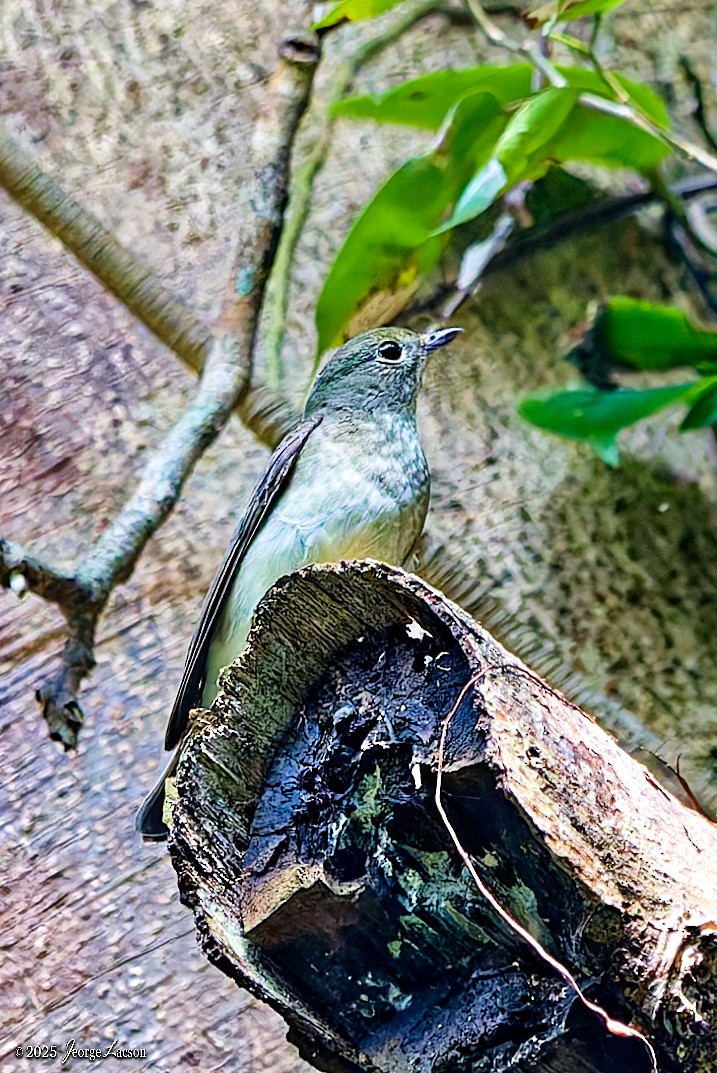 黃眉黃鶲 - ML646663773