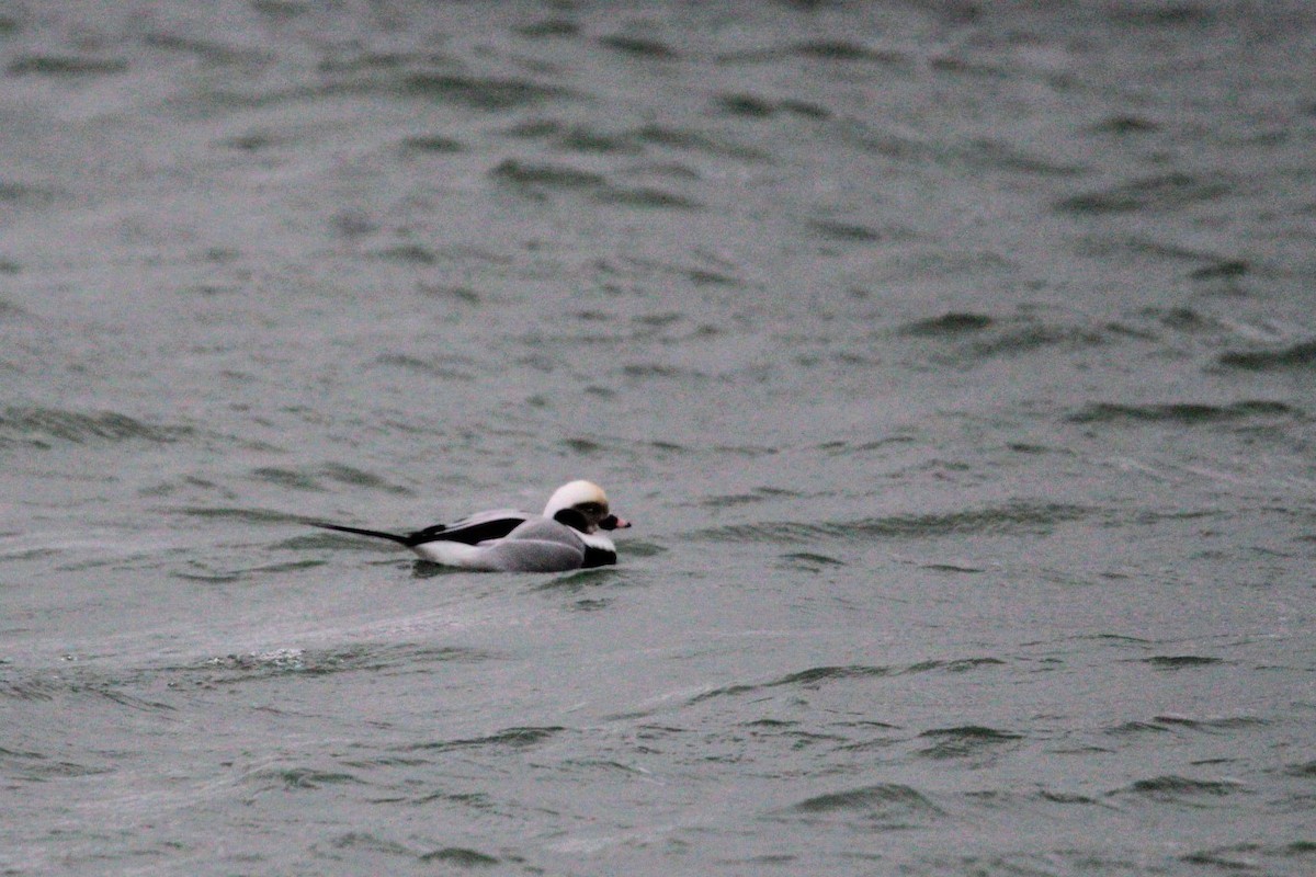 Long-tailed Duck - ML646663774