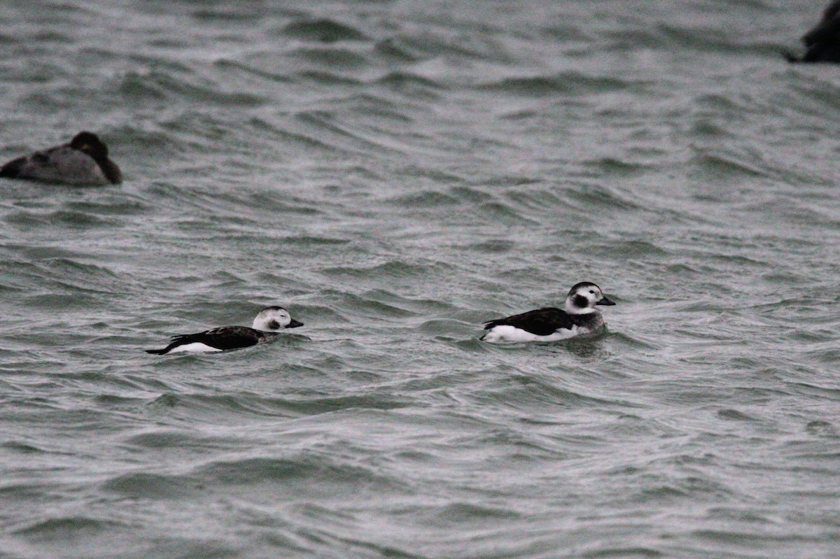 Long-tailed Duck - ML646663775