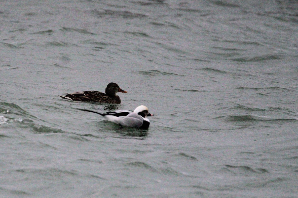 Long-tailed Duck - ML646663776