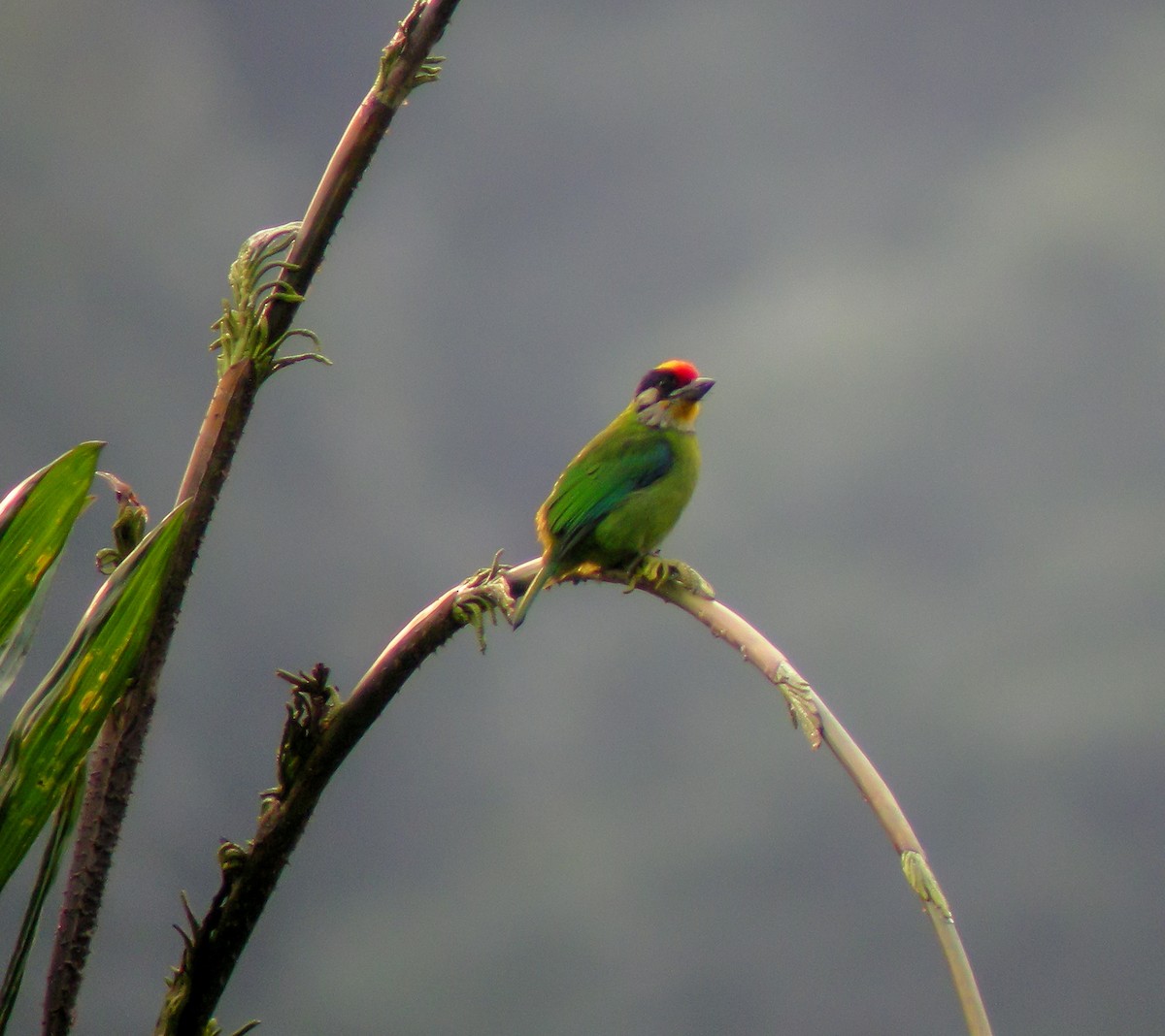 Golden-throated Barbet - ML646663778