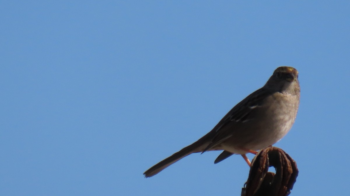 Bruant à couronne dorée - ML646663779