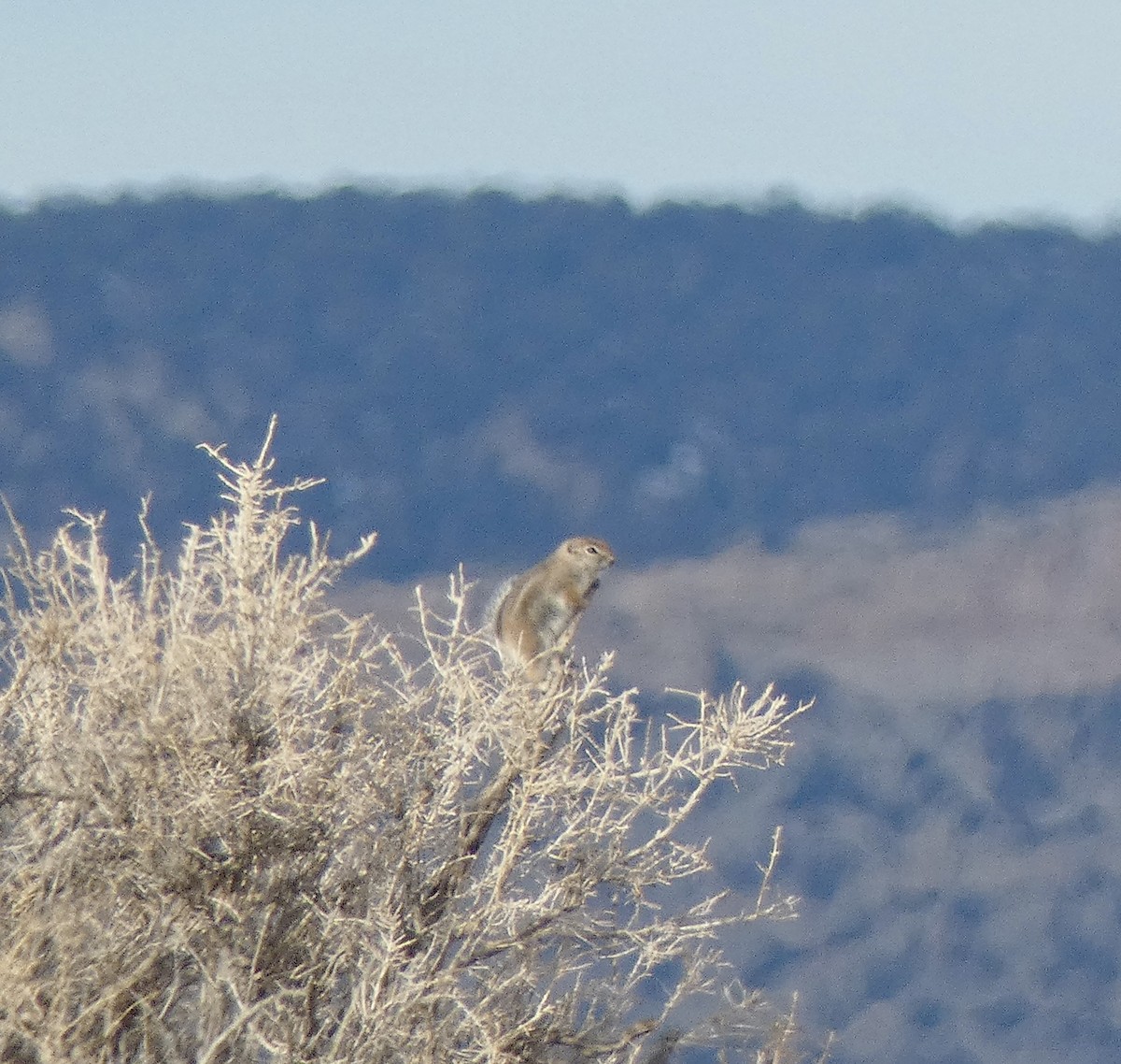 Squirrels - ML646663780