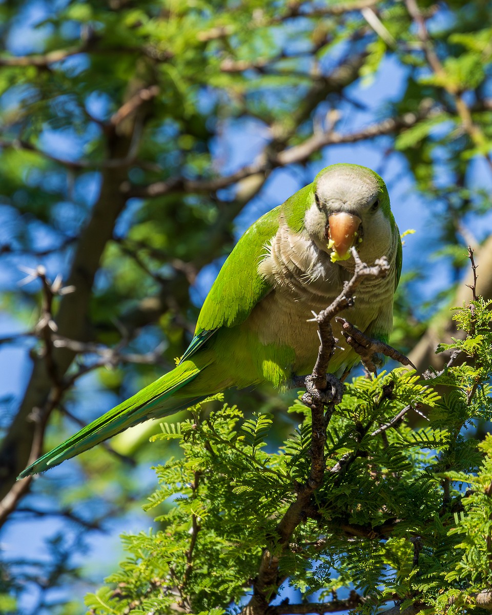 Papagai bulargrisa - ML646663781