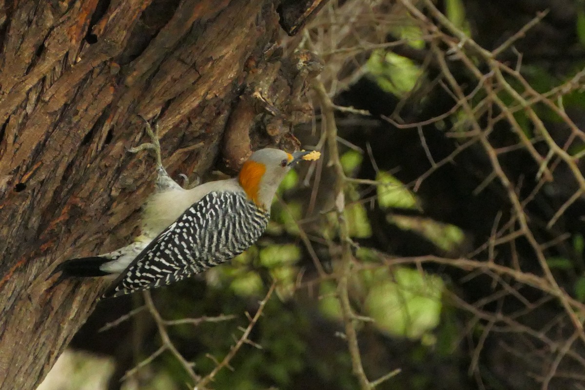 キバナシマセゲラ（aurifrons） - ML646663782