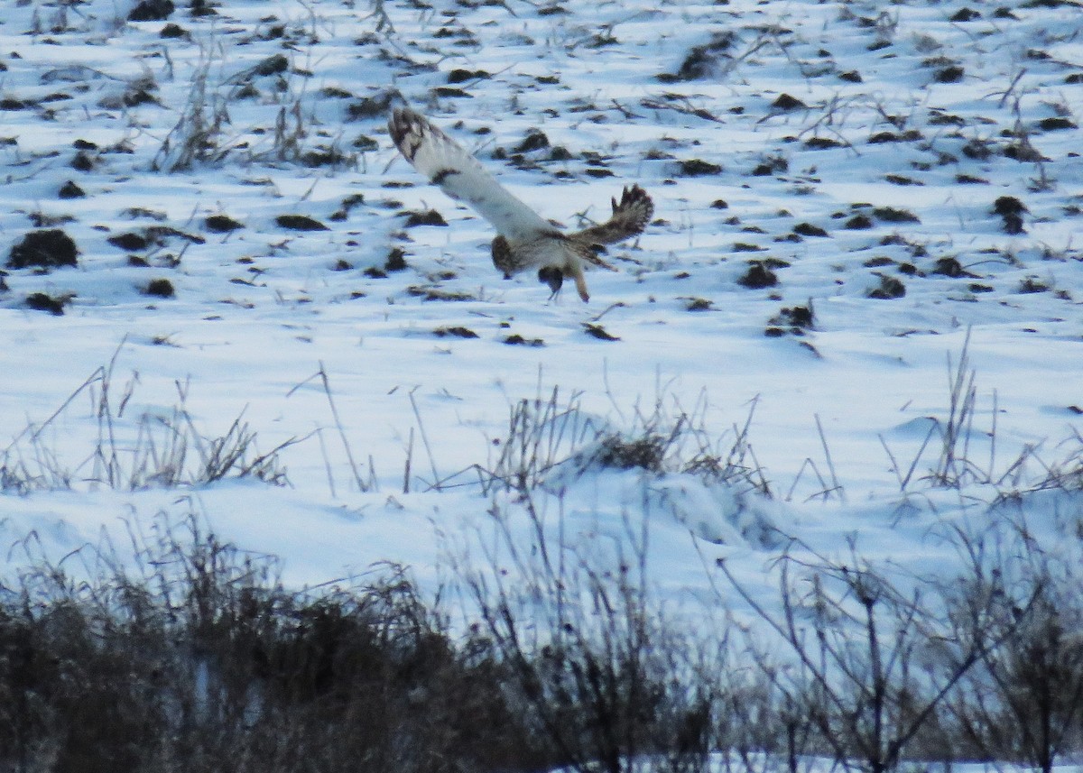 Zingira-hontza (flammeus) - ML646663783