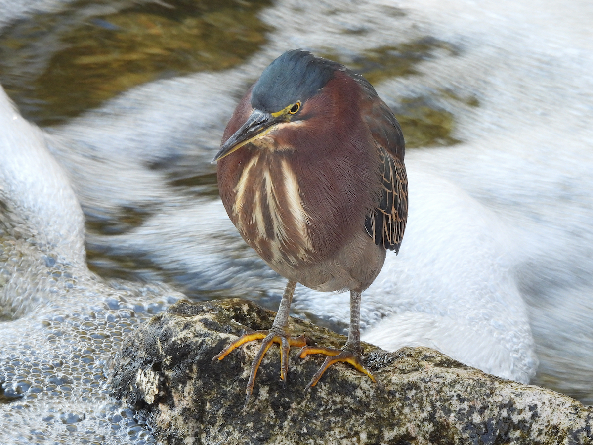 Green Heron - ML646663785
