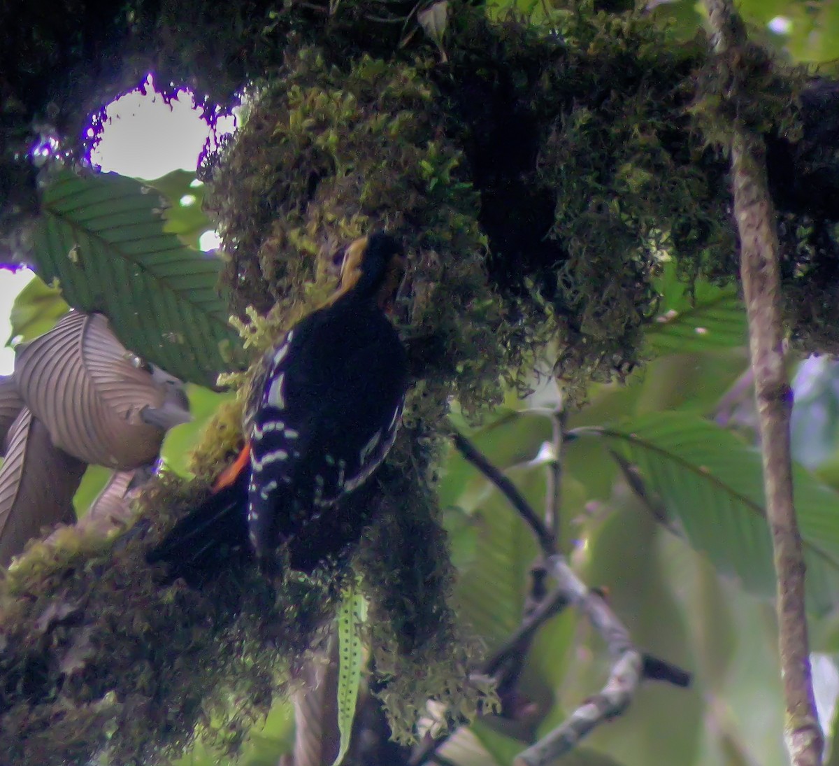 Darjeeling Woodpecker - ML646663787