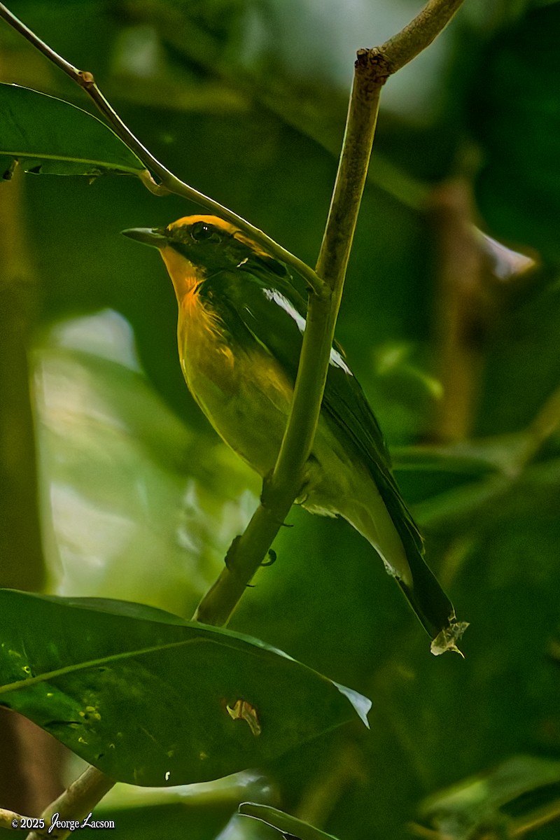 Наран намнаа - ML646663788