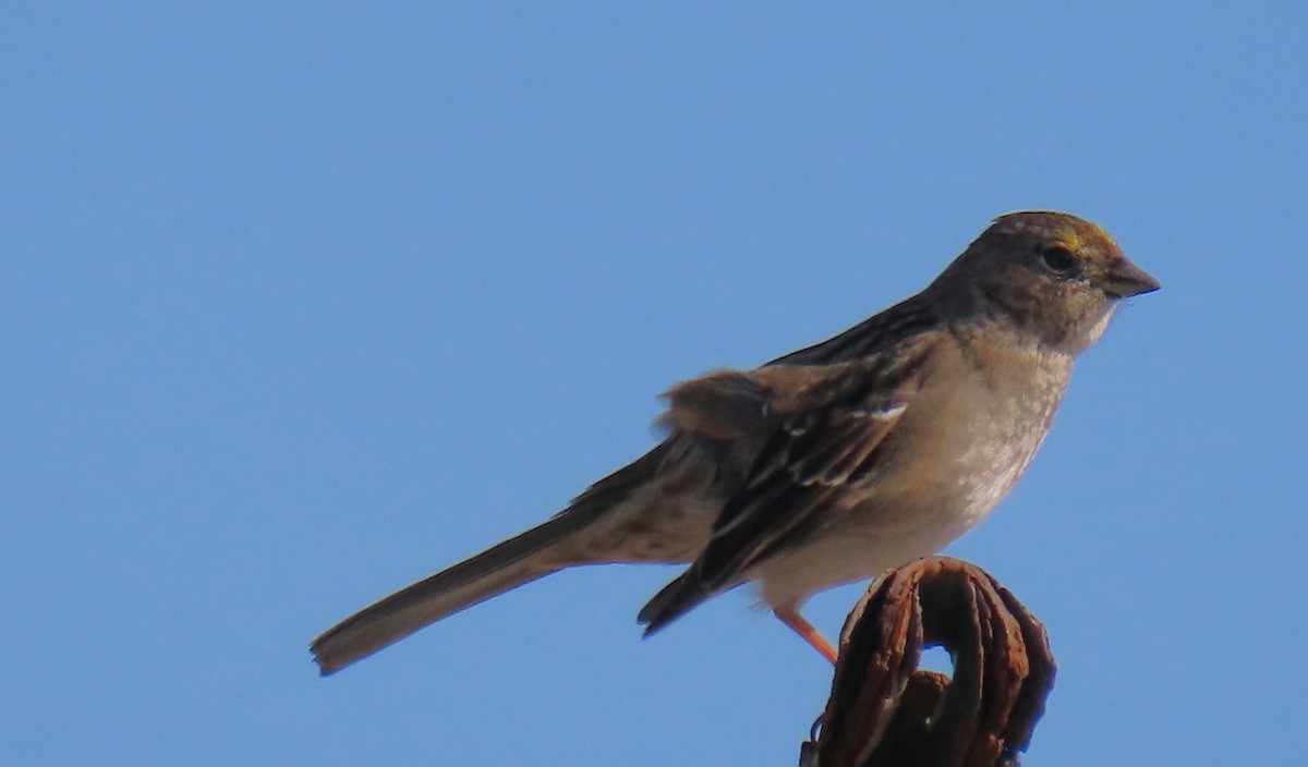 Bruant à couronne dorée - ML646663790