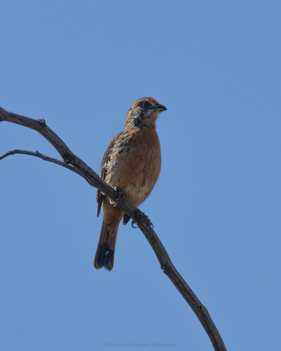 Rufous-tailed Plantcutter - ML646663791