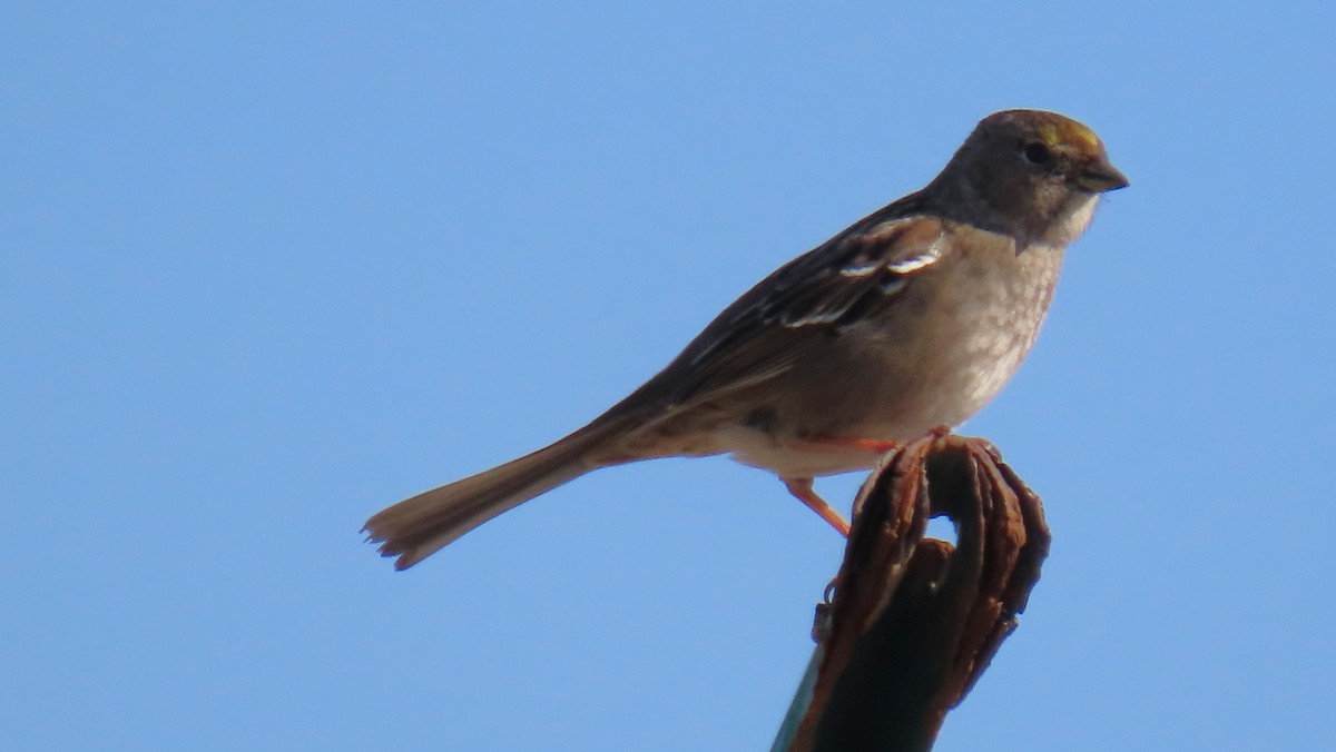 Bruant à couronne dorée - ML646663792