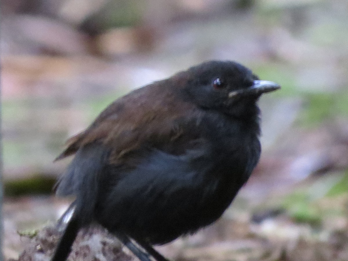 Западная огнеглазка - ML646663794