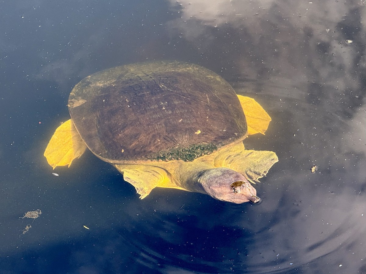 Florida Softshell Turtle - ML646663795