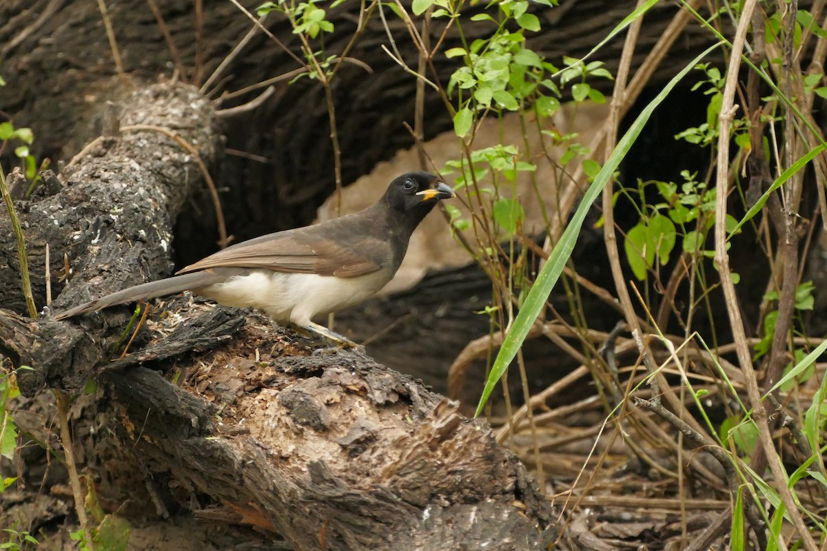 チャイロカケス - ML646663796