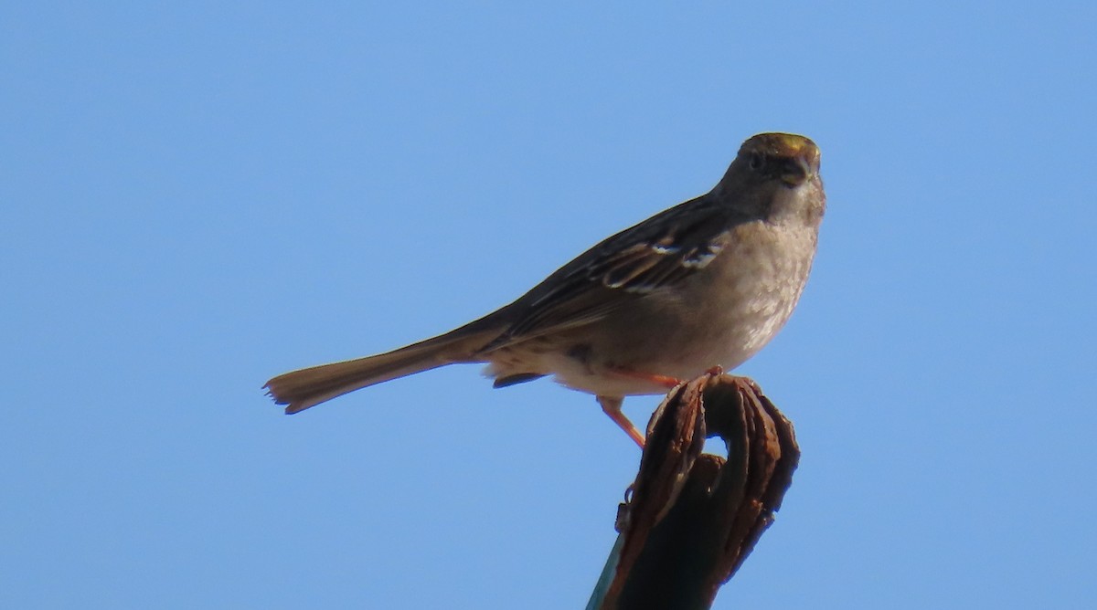 Bruant à couronne dorée - ML646663797
