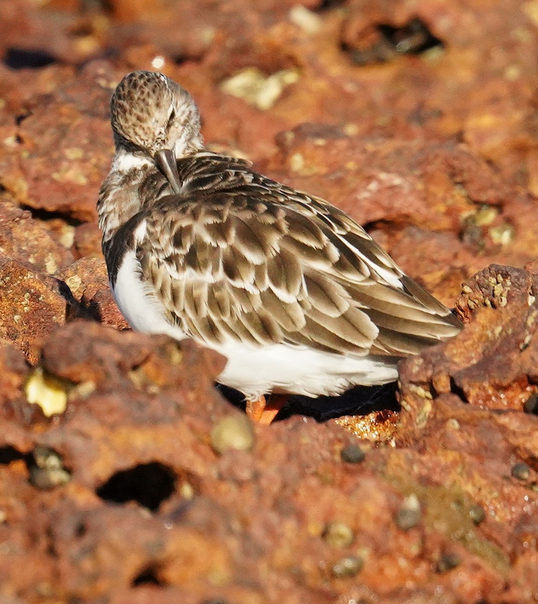 Ruddy Turnstone - ML646663798