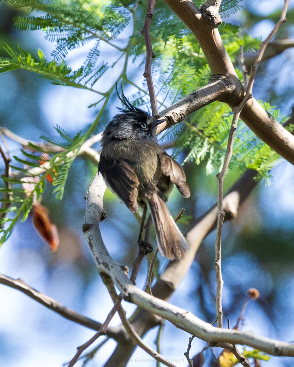 Tufted Tit-Tyrant - ML646663799