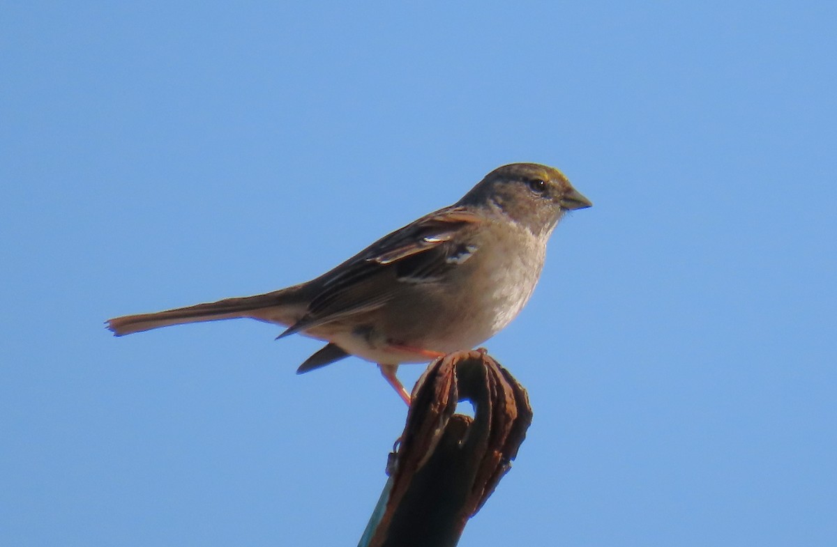 Bruant à couronne dorée - ML646663800